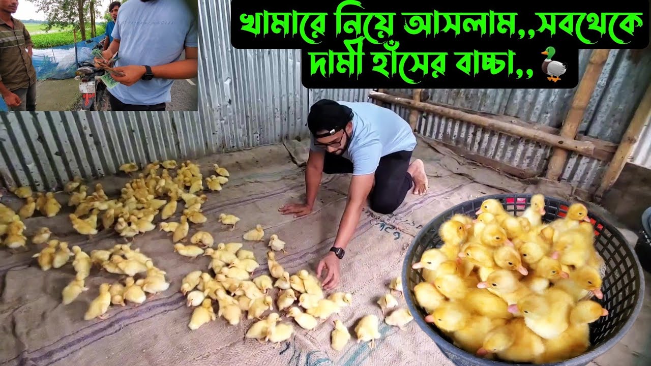 খামারে নিয়ে আসলাম,,সবথেকে দামী হাঁসের বাচ্চা,,🦆