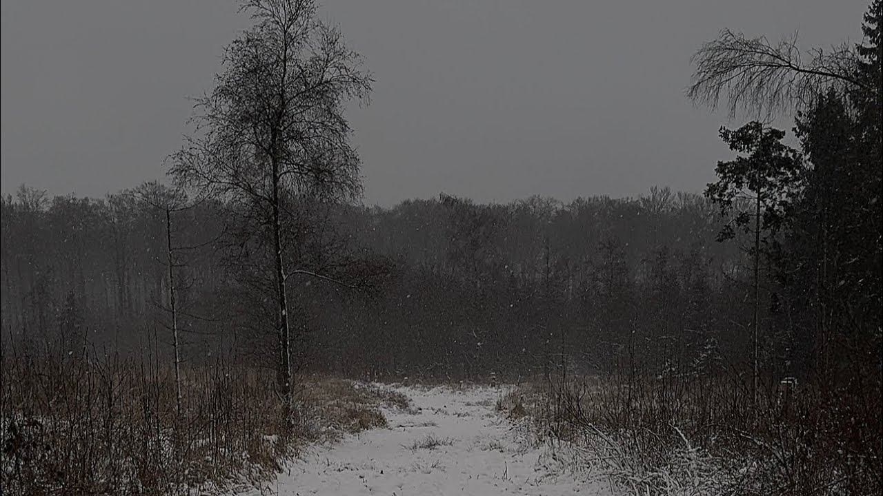 Watch with me 1 Hour Snowfall from the Forest - Amazing Video for the best Sleep!