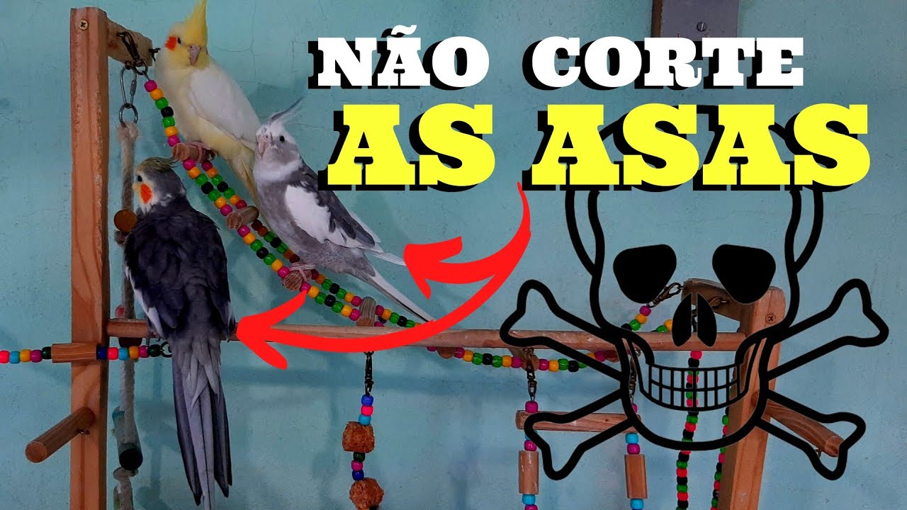 [PERIGO] PORQUE NÃO CORTAR AS ASAS DE CALOPSITAS!