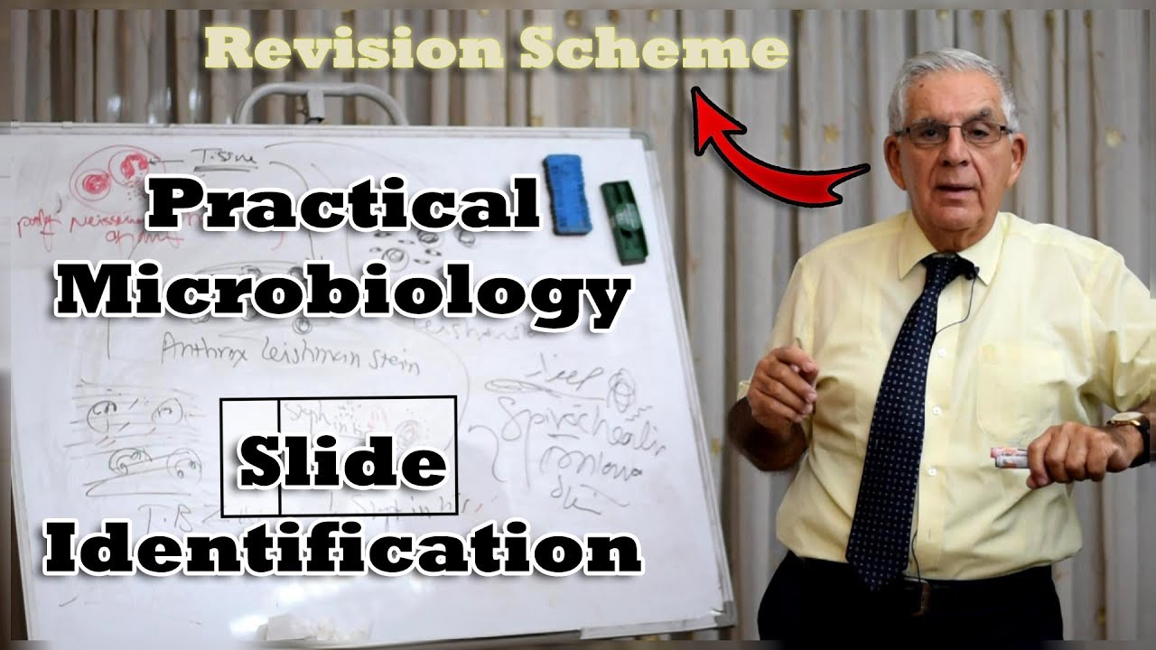 Microbiology Slide Identification - مراجعة العملي