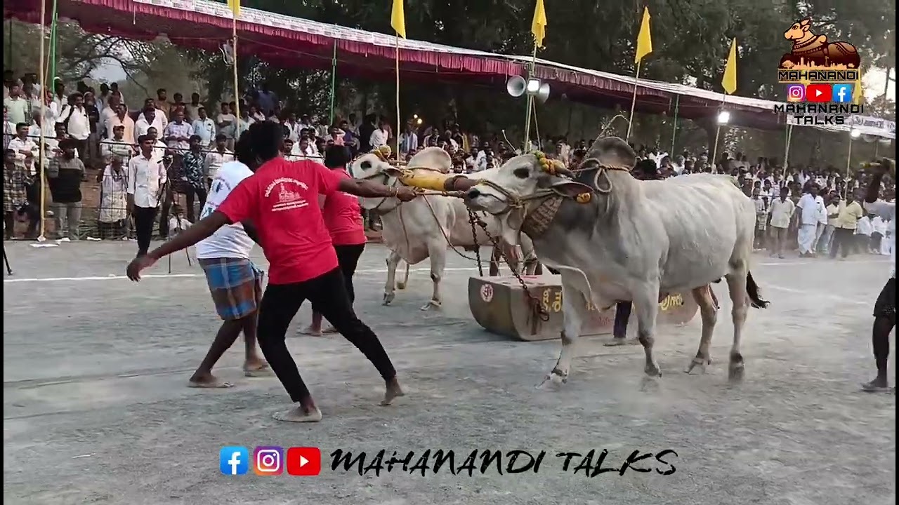 Akkineni Mukul Satya Chowdary Bulls 4th prize 🏆 /Seniors/మహానంది రైతులు సంబరాలు #ongolebulls 