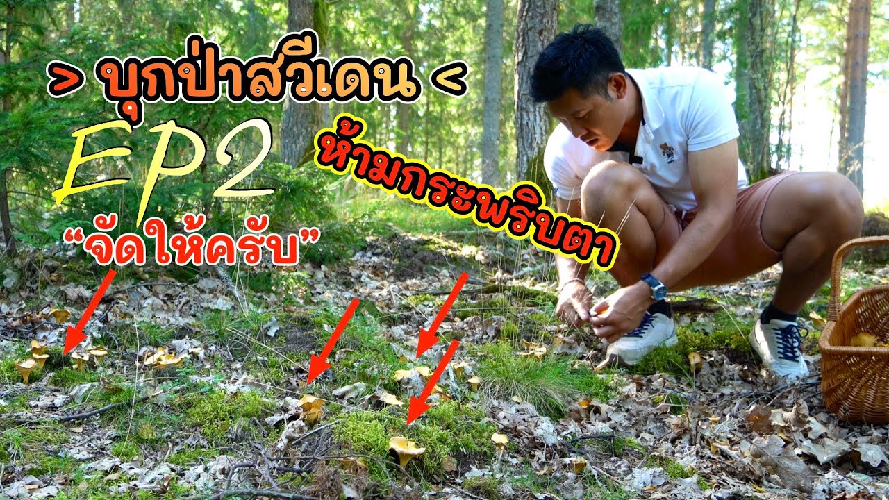 บุกป่าล่าเห็ดสวีเดน EP2: จัดหนักจัดเต็มให้แล้วครับ เห็ดมันปูเหลืองเต็มพื้นเลยครับ