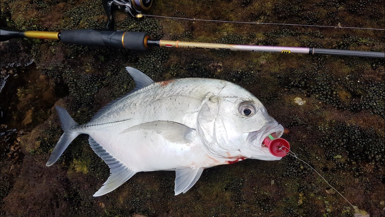 KETIKA IKAN GANAS ! CASTING ULTRALIGHT POPPING PINGGIRAN