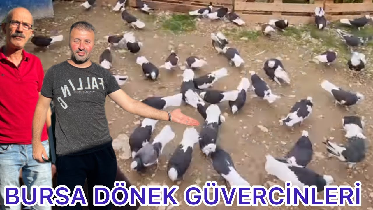AZDAN AZ ÇOKTAN ÇOK GİDER BURSA MURADİYE DÖNEKLERİ