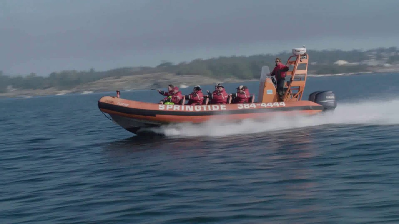 The best whale watching on the planet - Victoria, BC, Canada