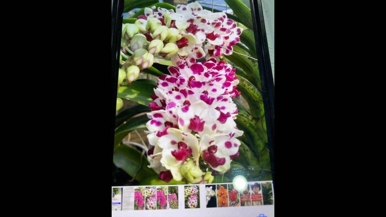 Shop Lan Thanh sự có Lan đep giá rẻ lh 0846383600