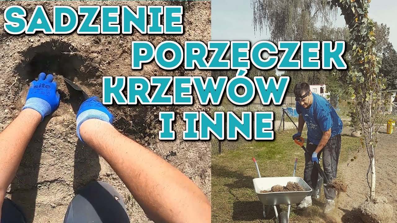 Na Działce! Vlog odc.34 Sadzenie porzeczek, krzewów, choinek i brzozy  #MajsterAmator