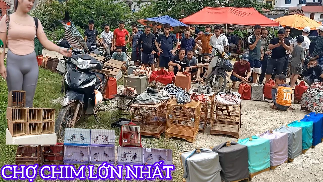 CHỢ CHIM CẢNH GIÁ RẺ NHẤT TOÀN CHIM ĐẸP MÀO 150K MI 800K 