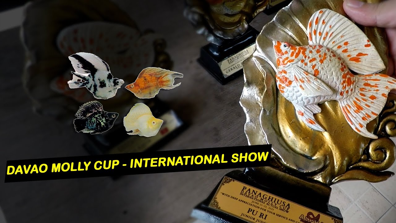 PANAGHIUSA - Davao Molly Cup