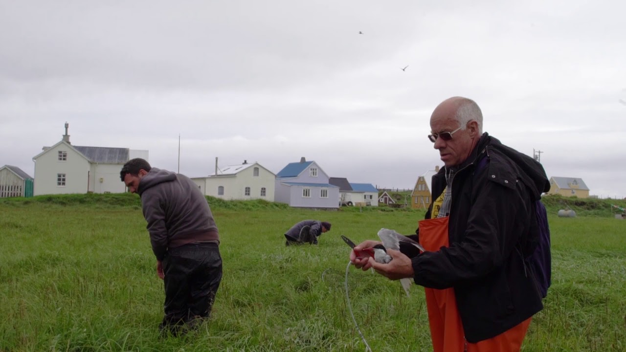 Arctic Terns in Iceland - the longest migration on Earth