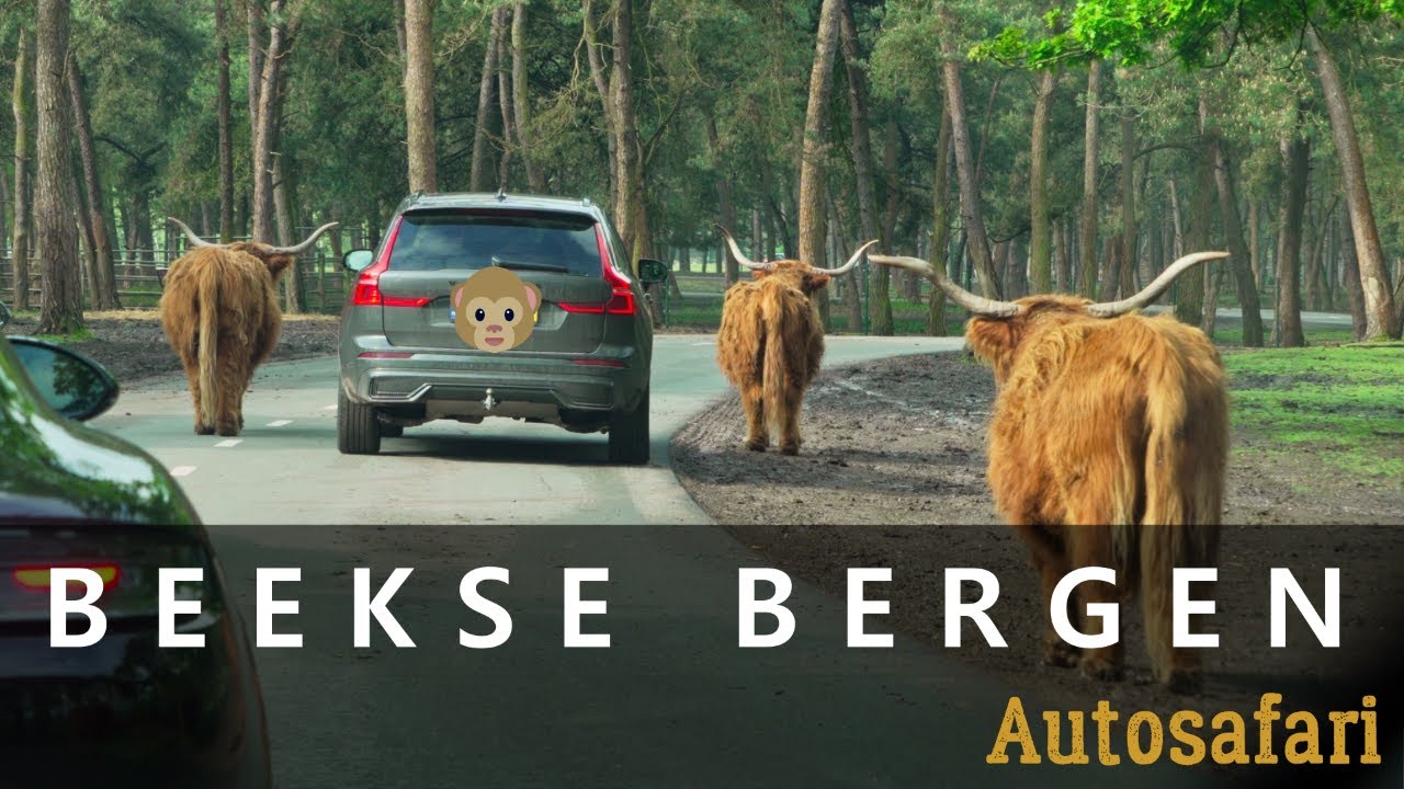 Op Autosafari @ Beekse Bergen 2024! (4K)
