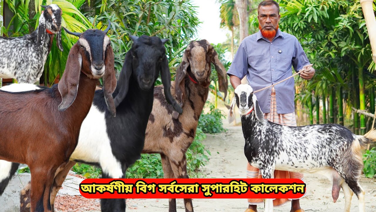 সর্বনিম্ন রেটে আকর্ষণীয় বিগ কম বয়সী কালারফুল সর্বসেরা সুপারহিট দুধের,গ্যারান্টি গাভিন ও খাসি কিনুন