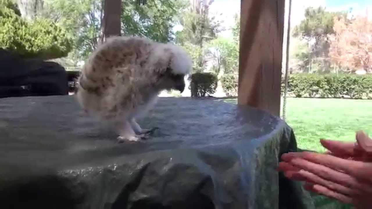Raising of a Great Horned  Owl