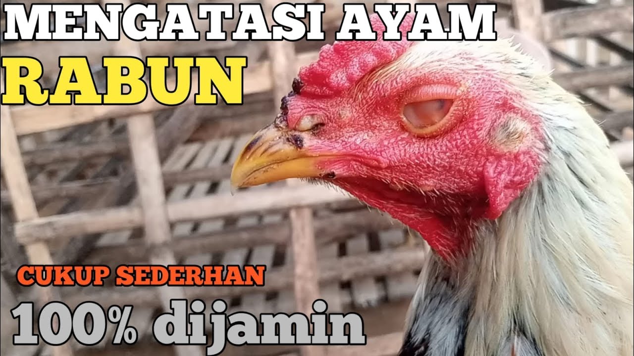 Cara sederhana mengatasi ayam rabun