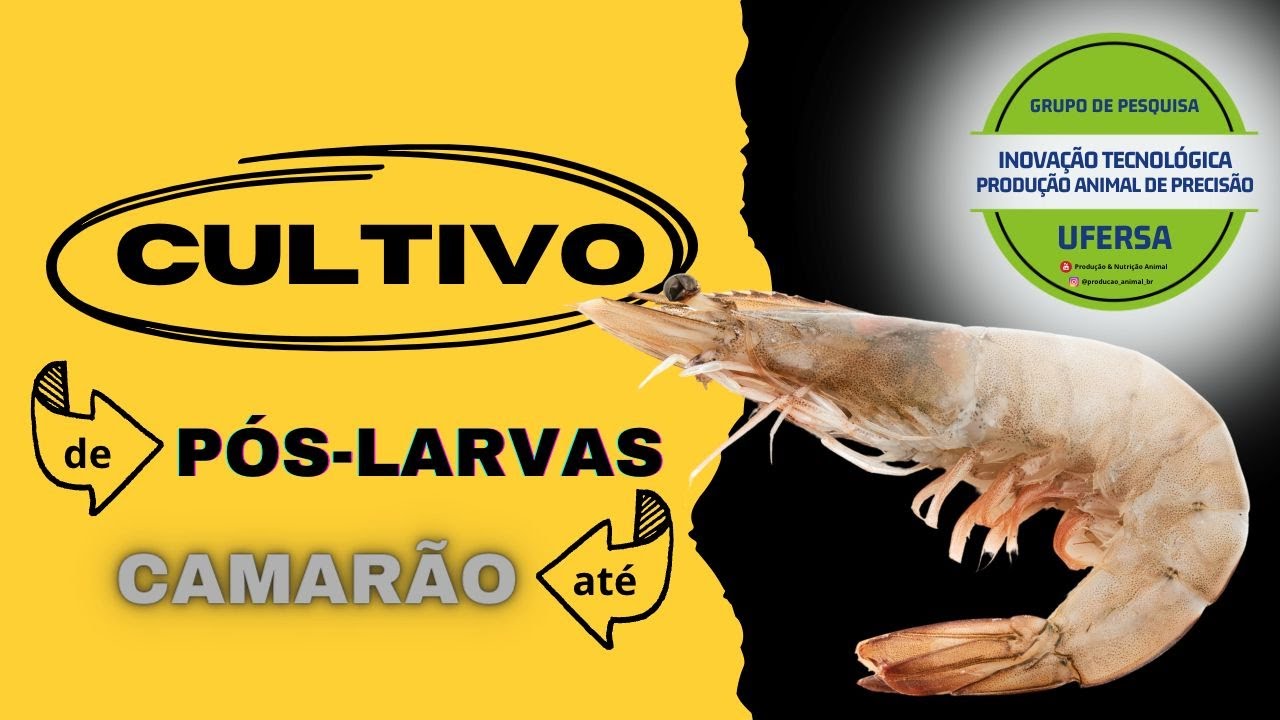 De Pós Larvas a Camarão Adulto | Processo Passo a Passo | Nutrição Animal UFERSA