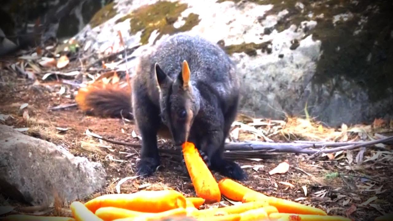 Food for Wallabies Falls From Sky Amid Australian Wildfires