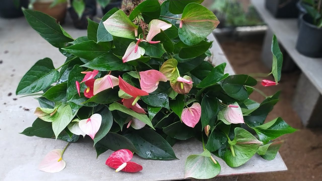 මල් එක්කම මව් ගස් 25ක්ම රැපියල් 30000ක් විතරමයි.ඔන්න මේ අවස්ථාව නම් මිස් කර ගන්න එපා.0752878676.