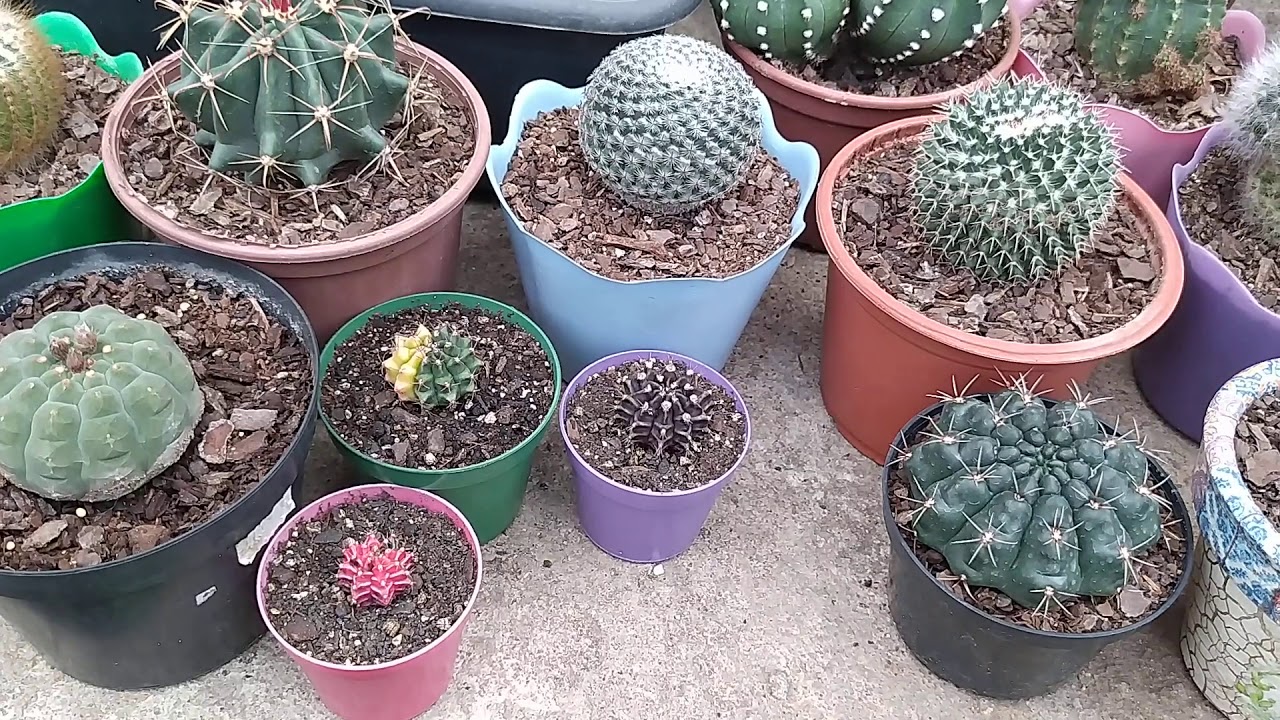 #cactovariegata#gymnocalycium#cactoraro Gymnocalycium Híbrido Tailandês