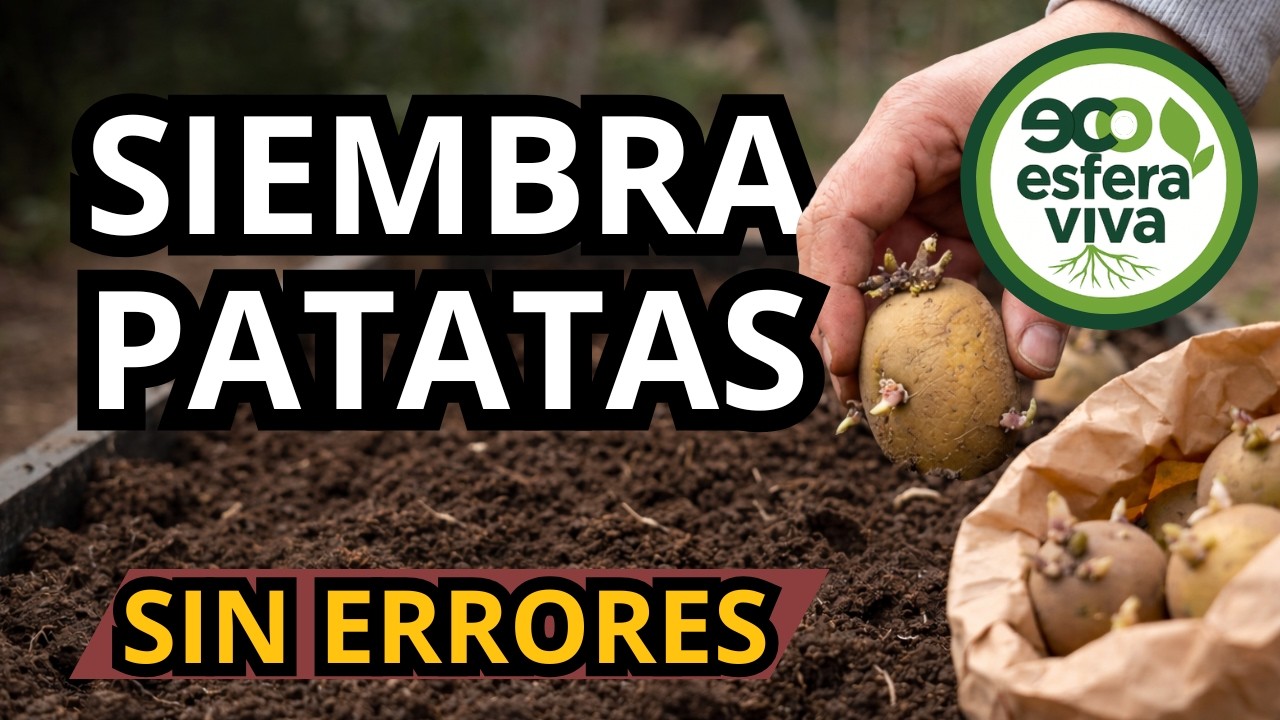 Cómo Sembrar Patatas 🥔 Guía Completa | ¿Cuándo Sembrar? Preparación del suelo