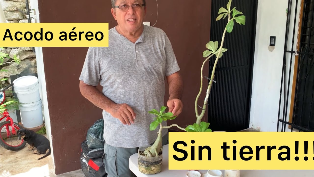 COMO HACER UN ACODO AEREO SIN TIERRA!!!/LAS PLANTAS DEL ABUELO GINO