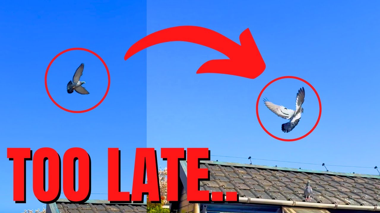 My DRAMATIC Racing Pigeons' Flight...