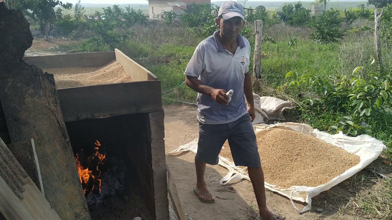 torando soja no forno pá fazer ração pá poicada