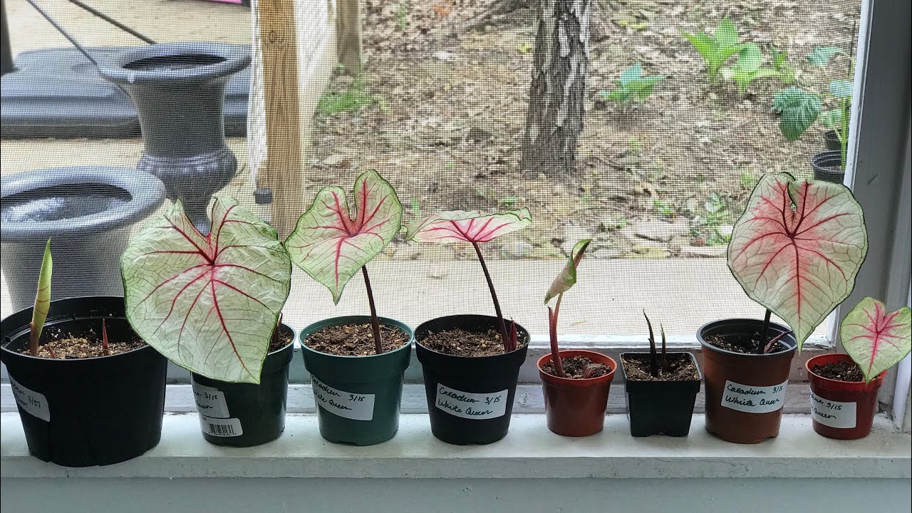Plant Room Tour| Hardening Off Plants| Caladium Tubers| The Thrifted Planter