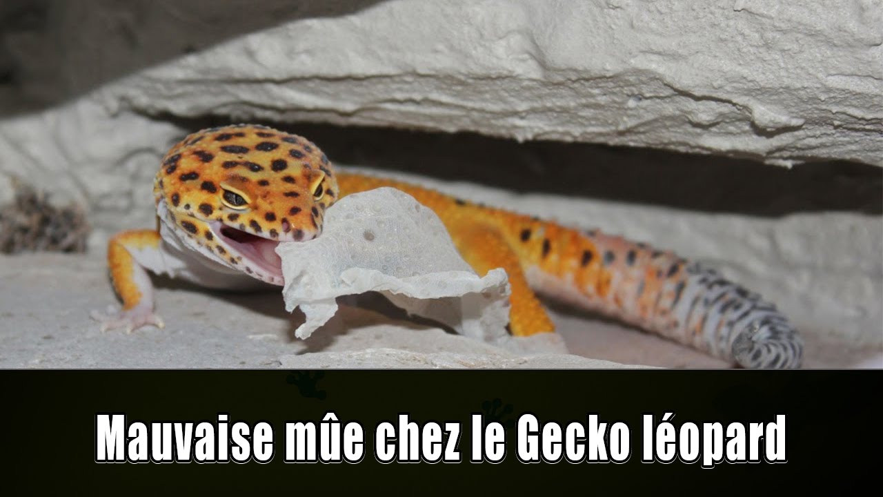 MAUVAISE MUE DU GECKO - TUTO EUBLEPHARIS