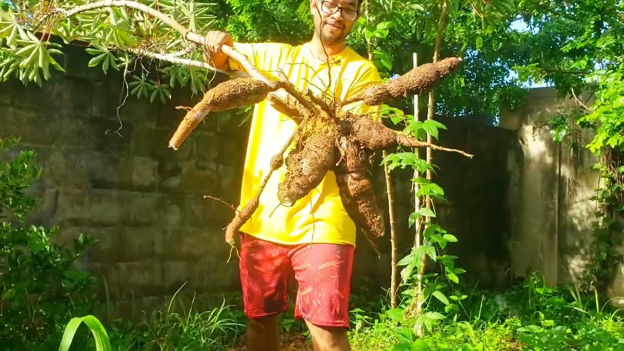 Harvesting Cassava! | Gardening in Trinidad and Tobago