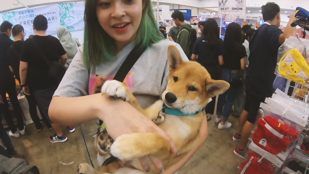 GONJI BERTEMU DENGAN GANG SHIBA INU DI IIPE ICE BSD
