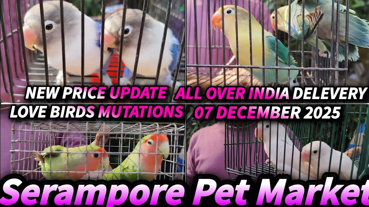Love Birds Mutations Price India 2025 🦜 || All Color Varieties & Latest Rates || Parrot Sachin