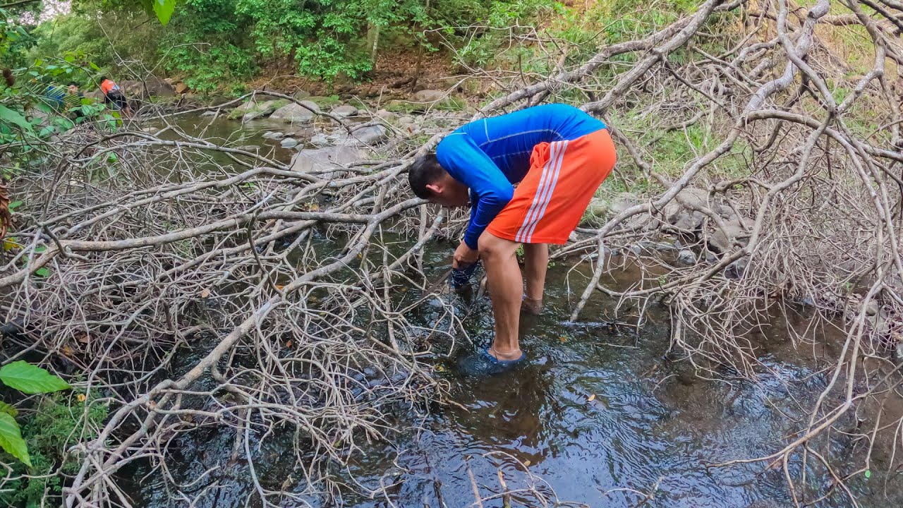 Capturando CANGREJOS Y CAMARONES en un pequeño arroyo cristalino