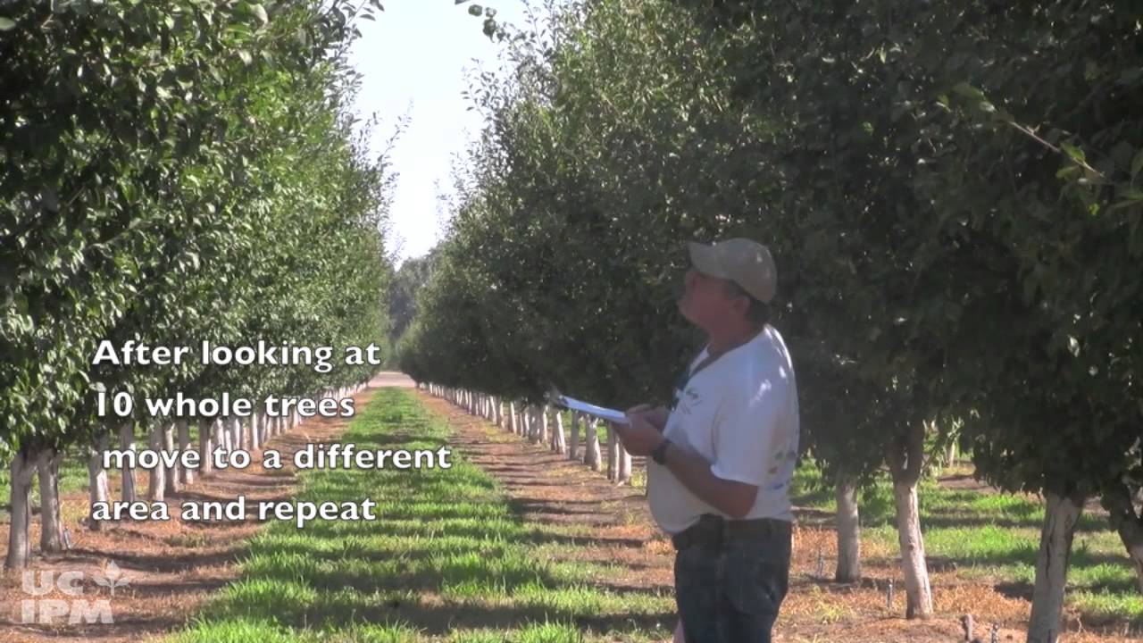 How to Monitor for Aphids in Plum and Prune