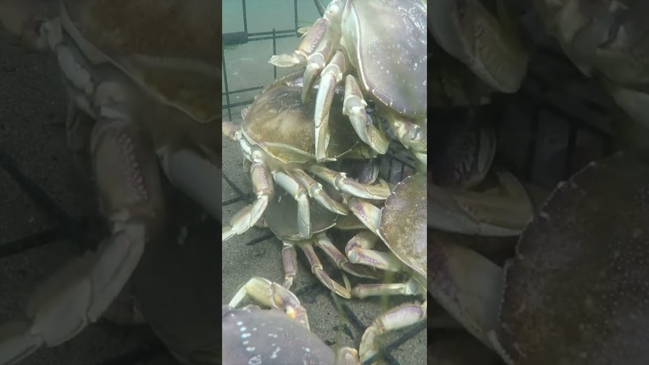 3 KEYS to Crabbing SUCCESS