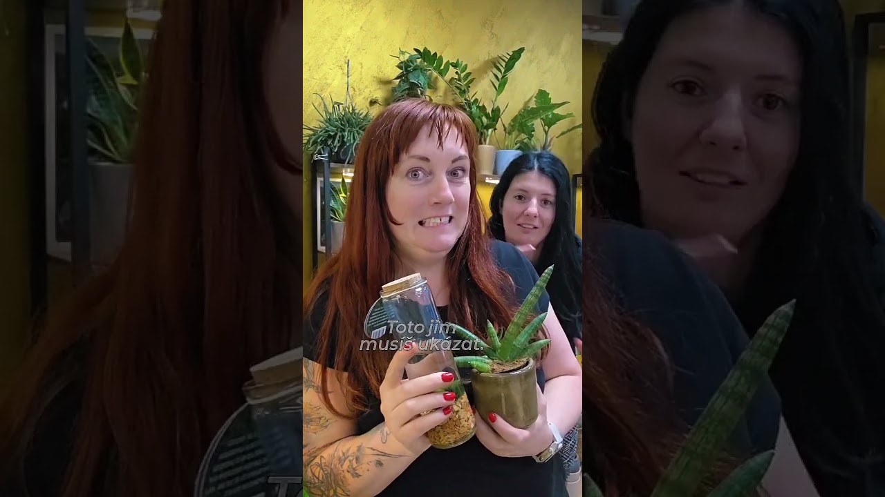 pokojovky do polost&iacute;nu 🥰🥰🥰www kytkyshop.cz