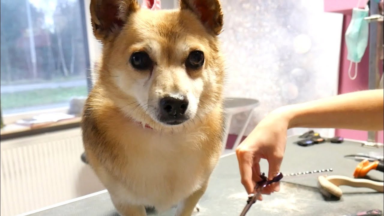 Grooming Guide - Grooming Double Coated Dog #40