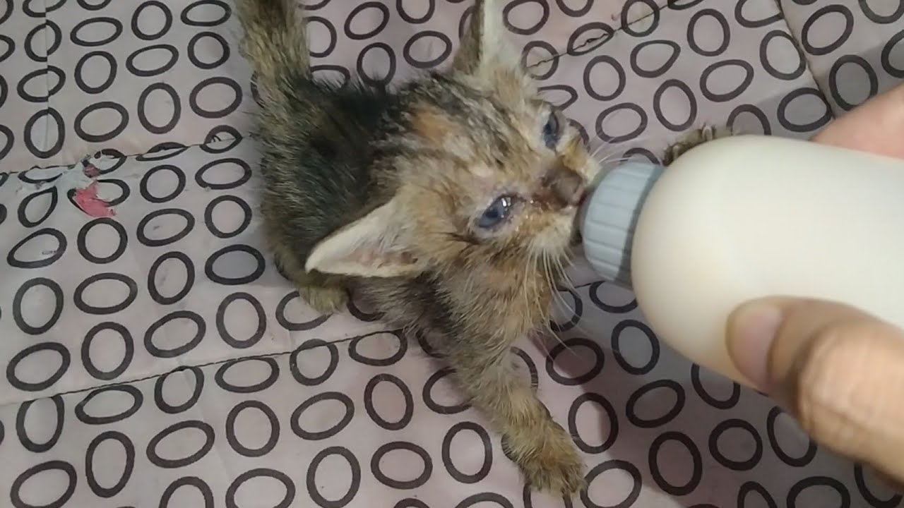 Adorable Newborn Baby Kittens Need New Home as Their Mother Cat is Weaning Them And Attacking Too
