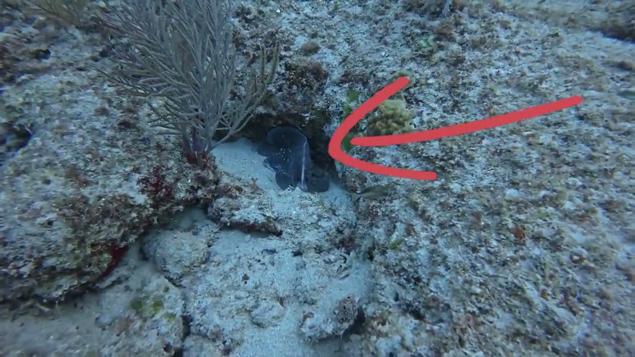 Interesting Bay Creatures