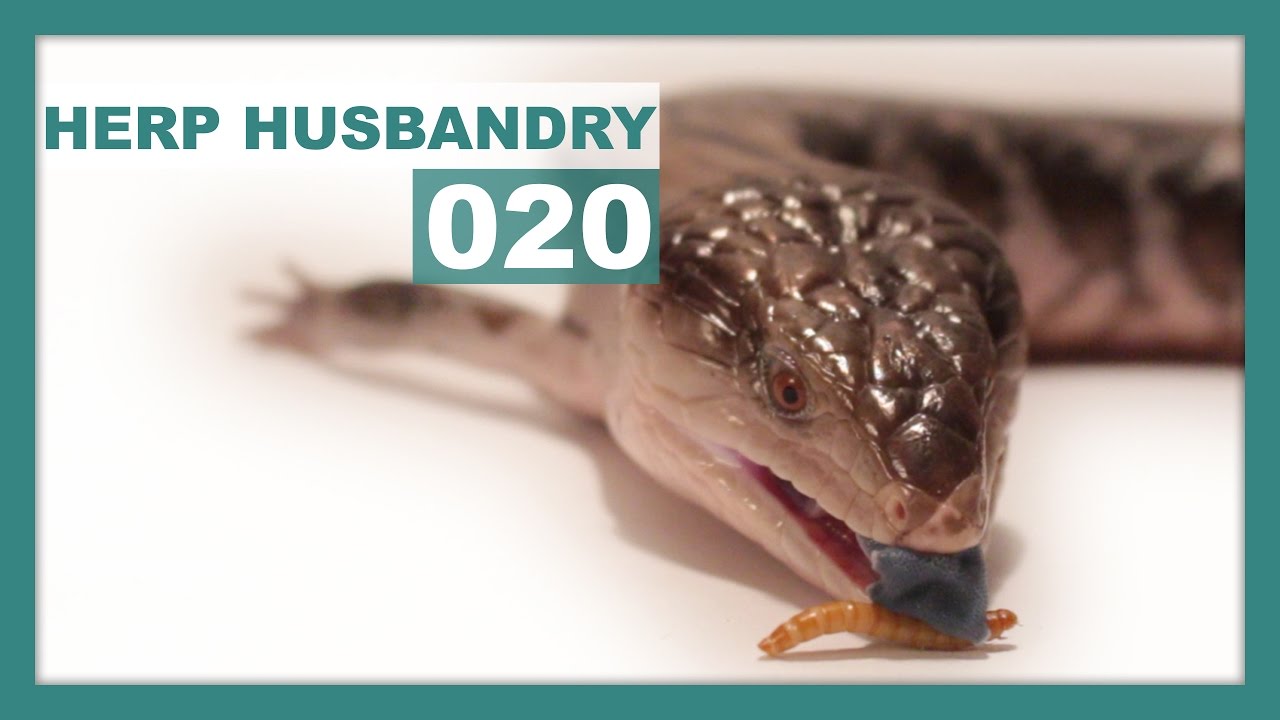 How to Get a Picky Blue Tongue Skink Eating