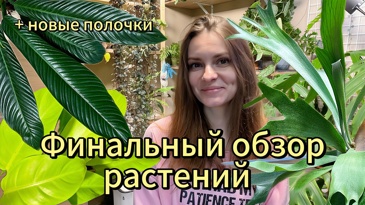 ОБЗОР ОСТАВШИХСЯ РАСТЕНИЙ + НОВЫЕ ПОЛОЧКИ