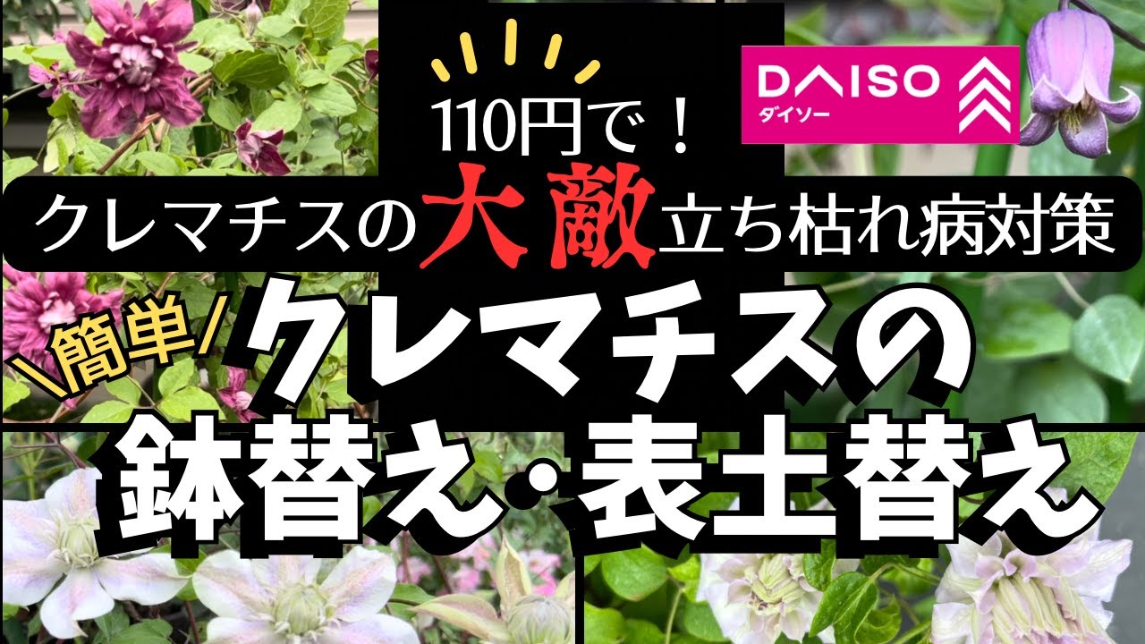 [110円で簡単]いきなり枯れる怖い立ち枯れ病を予防する誰でも出来る鉢替え表土替え