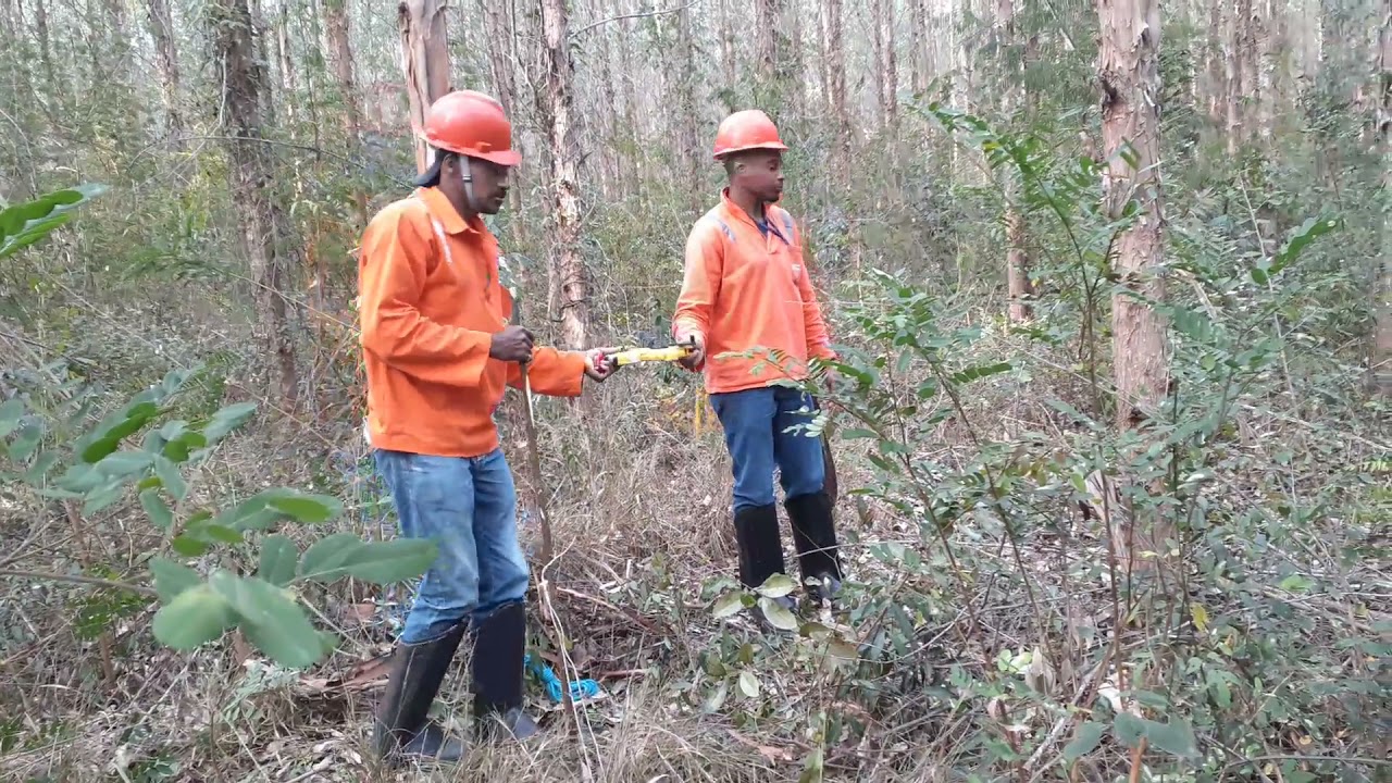 Inventário Florestal: Parcela circular e medição das árvores