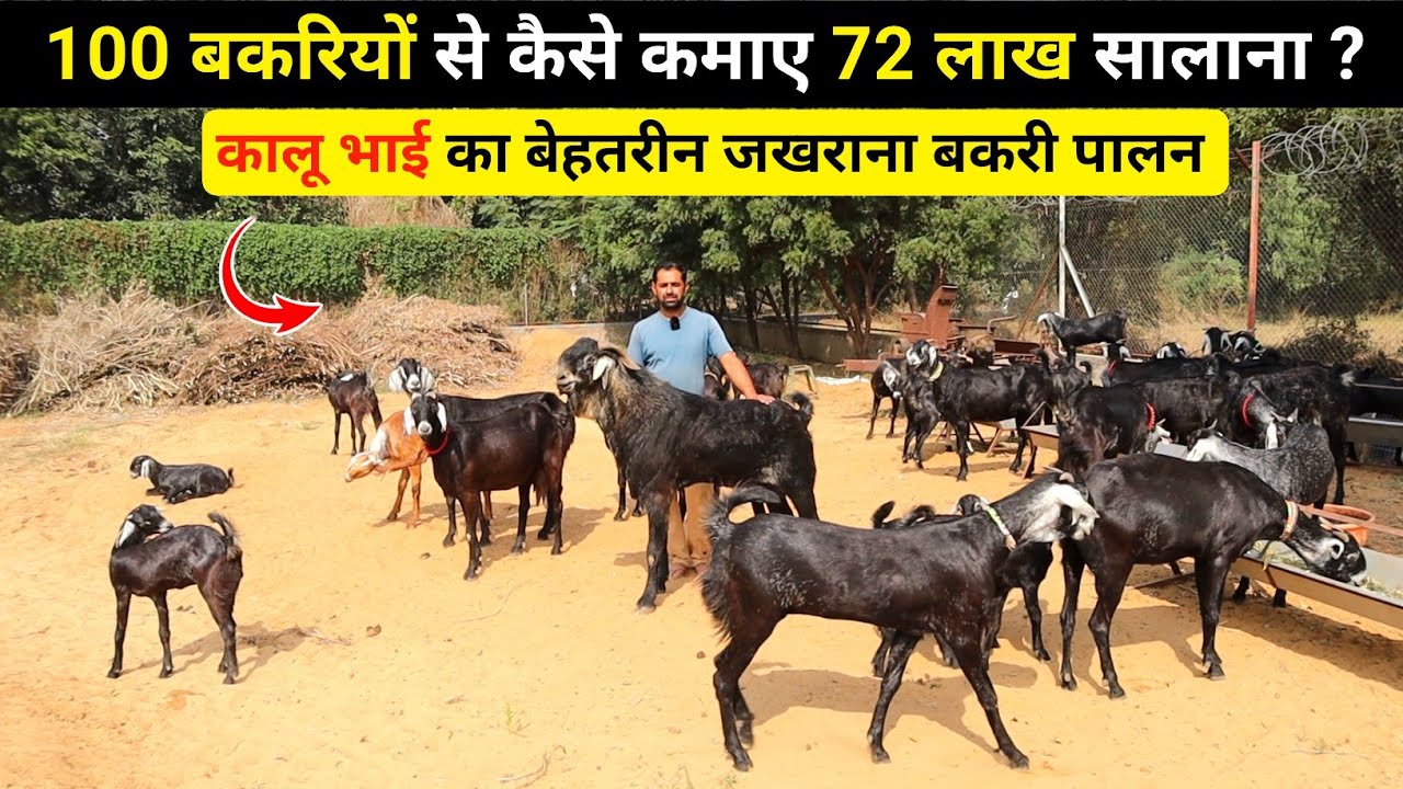 100 जखराना बकरियों से कैसे कमाए 72 लाख सालाना | Jakhrana Goat farming in India | Harish Yadav
