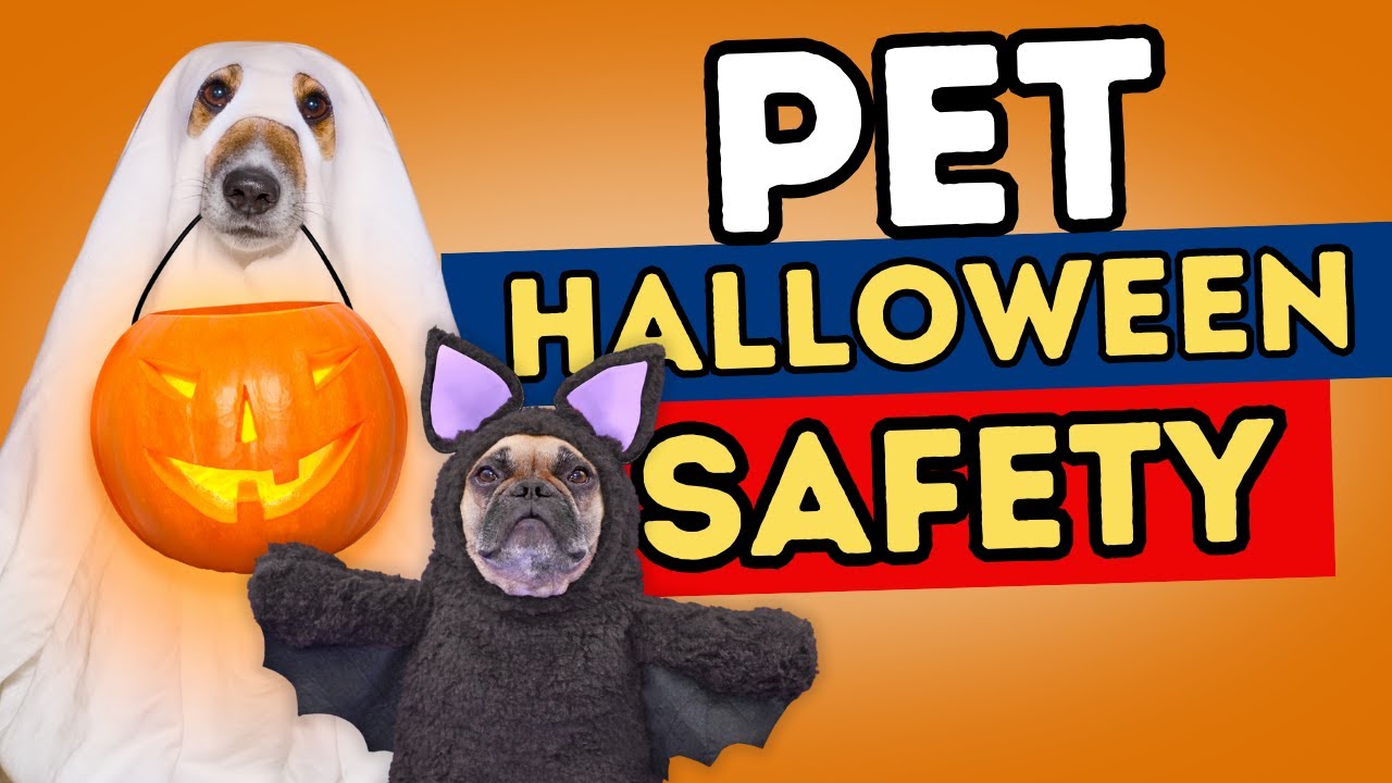 Keep Pets Safe on Halloween: 7 Must-Know Rules