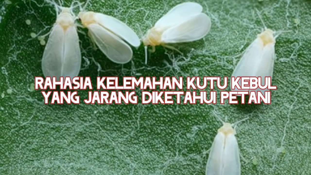 Kekuatan, Kelemahan & Pengendalian Kutu Kebul