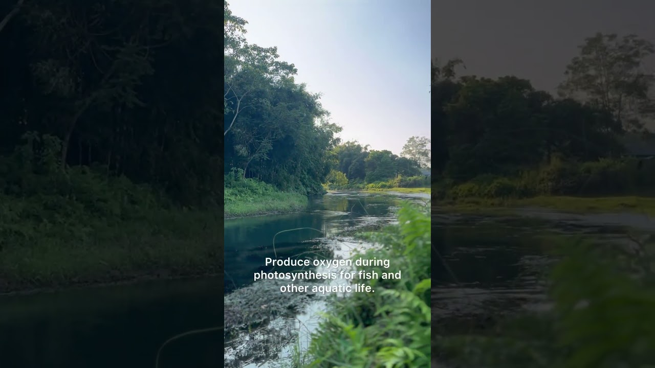 Under Water Plants | Life of plants| Submerged Plants| Phenomena Daily