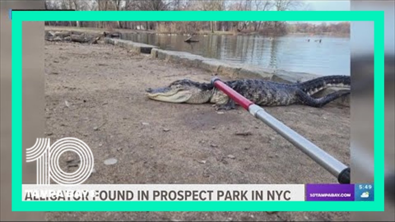 Workers in New York City park spot alligator