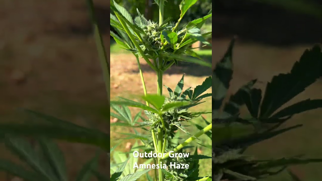 Outdoor Grow - Amnesia Haze - Garden work - Mariuhana #Anbau #growing #growgarden #amnesia