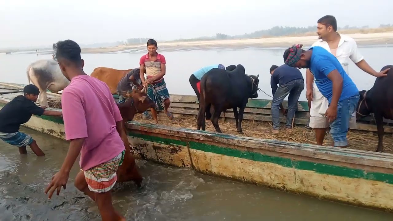#শাহাজানির# হাট থেকে গরু কিনে আনা হলো