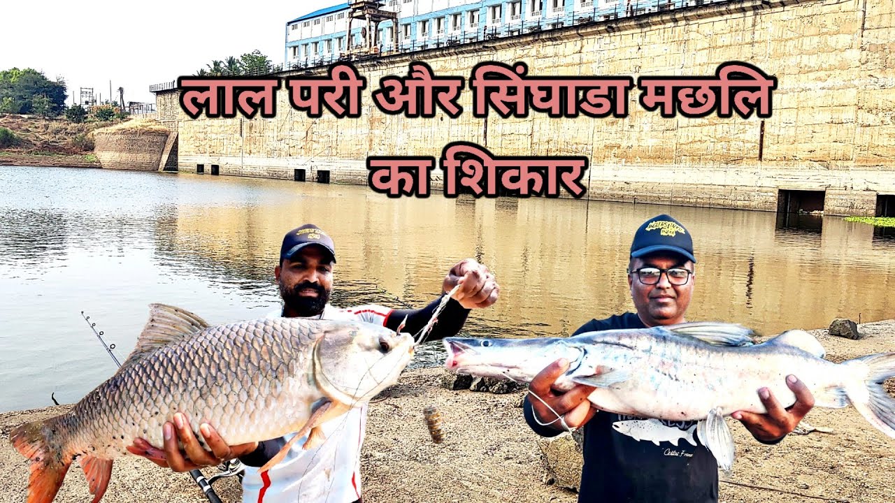 जादुई चारे पे धमाका सिंगारा और रोहु मछलि का शिकार,6kg big rohu, singhara feeder popup fishing🎣